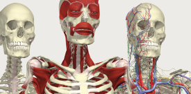 Esqueletos en 3D