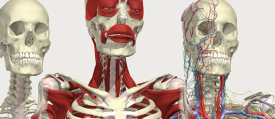 Esqueletos en 3D